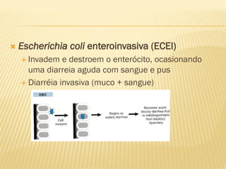  Escherichia coli enteroinvasiva (ECEI)
 Invadem e destroem o enterócito, ocasionando
uma diarreia aguda com sangue e pus
 Diarréia invasiva (muco + sangue)
 