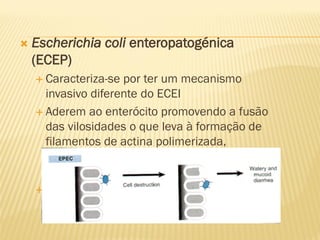  Escherichia coli enteropatogénica
(ECEP)
 Caracteriza-se por ter um mecanismo
invasivo diferente do ECEI
 Aderem ao enterócito promovendo a fusão
das vilosidades o que leva à formação de
filamentos de actina polimerizada,
provocando a destruição do enterócito,
causando diarréia com sangue
 Associadas à diarreia do recém-nascido
 