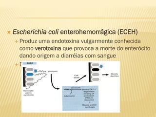  Escherichia coli enterohemorrágica (ECEH)
 Produz uma endotoxina vulgarmente conhecida
como verotoxina que provoca a morte do enterócito
dando origem a diarréias com sangue
 Diarréia invasiva
 