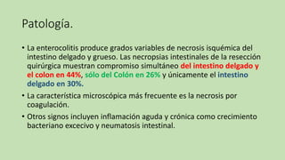 Patología.
• La enterocolitis produce grados variables de necrosis isquémica del
intestino delgado y grueso. Las necropsias intestinales de la resección
quirúrgica muestran compromiso simultáneo del intestino delgado y
el colon en 44%, sólo del Colón en 26% y únicamente el intestino
delgado en 30%.
• La característica microscópica más frecuente es la necrosis por
coagulación.
• Otros signos incluyen inflamación aguda y crónica como crecimiento
bacteriano excecivo y neumatosis intestinal.
 
