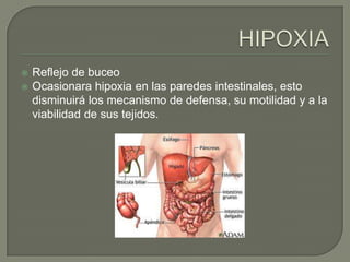    Reflejo de buceo
   Ocasionara hipoxia en las paredes intestinales, esto
    disminuirá los mecanismo de defensa, su motilidad y a la
    viabilidad de sus tejidos.
 