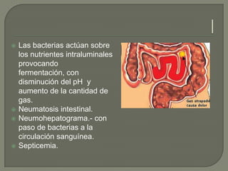    Las bacterias actúan sobre
    los nutrientes intraluminales
    provocando
    fermentación, con
    disminución del pH y
    aumento de la cantidad de
    gas.
   Neumatosis intestinal.
   Neumohepatograma.- con
    paso de bacterias a la
    circulación sanguínea.
   Septicemia.
 