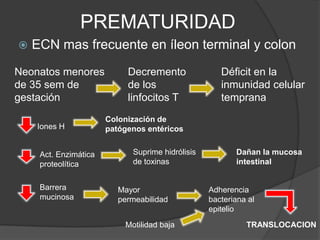 PREMATURIDAD
   ECN mas frecuente en íleon terminal y colon
Neonatos menores            Decremento               Déficit en la
de 35 sem de                de los                   inmunidad celular
gestación                   linfocitos T             temprana
                       Colonización de
    Iones H            patógenos entéricos


     Act. Enzimática         Suprime hidrólisis          Dañan la mucosa
     proteolítica            de toxinas                  intestinal


     Barrera              Mayor                   Adherencia
     mucinosa             permeabilidad           bacteriana al
                                                  epitelio
                           Motilidad baja                   TRANSLOCACION
 