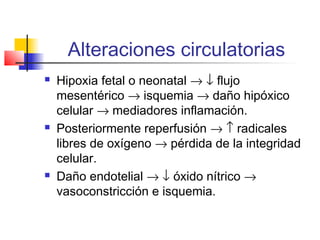 Alteraciones circulatorias
 Hipoxia fetal o neonatal → ↓ flujo
mesentérico → isquemia → daño hipóxico
celular → mediadores inflamación.
 Posteriormente reperfusión → ↑ radicales
libres de oxígeno → pérdida de la integridad
celular.
 Daño endotelial → ↓ óxido nítrico →
vasoconstricción e isquemia.
 