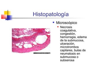 Histopatología
 Microscópico
 Necrosis
coagulativa,
congestión,
hemorragia, edema
de la submucosa,
ulceración,
microtrombos
capilares, bulas de
neumatosis en
submucosa o
subserosa
 