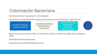 Colonización Bacteriana
•comienza durante el pasaje por el canal vaginal.
•secundario al compromiso de inmadurez de la barrera mucosa intestinal. ( IgA-mucina)
•factor de necrosis tumoral (TNF), la interleukina 6 (IL6-) y el factor activador de las plaquetas
(PAF).
•Motilidad intestinal disminuida.
•Aumentando la permeabilidad bacteriana.
aerobios (Estafilococo
coagulasa negativo)
anaerobios facultativos
(enterobacterias y
enterococos)
anaerobios estrictos
(Bacteroides,
Closiridium,
Bifidobacterium).
 