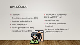 DIAGNÓSTICO
1) CLÍNICA:
• Deposiciones sanguinolentas (39%)
• Distensión abdominal (90%)
• Apatía, letargia (84%)
• Residuo gástrico bilioso (81%)
• Inestabilidad térmica (81%)
II) RADIOGRAFÍA DE ABDOMEN
SIMPLE ANT.POST Y LAT.:
• Dilatación de asas
• Aire intramural (Neumatosis
intestinal)
• Px séptico y s/ aire abdominal 
¿Perforación intestinal?
 