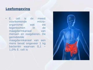 Leefomgeving


• E.   coli  is   de  meest
  voorkomende         micro-
  organisme       wat    we
  tegenkomen       in     de
  maagdarmkanaal        van
  mensen en zoogdieren. De
  gemiddelde
  maagdarmkanaal van een
  mens bevat ongeveer 1 kg
  bacteriën waarvan 0,1 –
  1,0% E. coli is
 