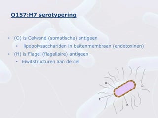 O157:H7 serotypering



• (O) is Celwand (somatische) antigeen
   •   lipopolysacchariden in buitenmembraan (endotoxinen)
• (H) is Flagel (flagellaire) antigeen
   • Eiwitstructuren aan de cel
 