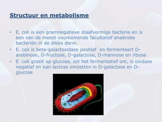 Structuur en metabolisme


• E. coli is een gramnegatieve staafvormige bacterie en is
  een van de meest voorkomende facultatief anaërobe
  bacteriën in de dikke darm.
• E. coli is beta-galactosidase positief en fermenteert D-
  arabinose, D-fructose, D-galactose, D-mannose en ribose
• E. coli groeit op glucose, zet het fermentatief om, is oxidase
  negatief en kan lactose omzetten in D-galactose en D-
  glucose
 