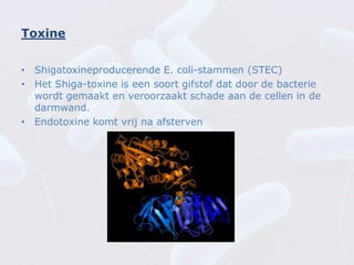 Toxine


• Shigatoxineproducerende E. coli-stammen (STEC)
• Het Shiga-toxine is een soort gifstof dat door de bacterie
  wordt gemaakt en veroorzaakt schade aan de cellen in de
  darmwand.
• Endotoxine komt vrij na afsterven
 