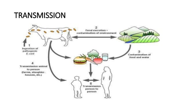 Enterohemorrhagic escherichia coli infections