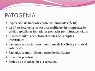 PATOGENIA
 Exposición de heces de cerdo contaminadas.(8-10)
 La EP se desarrolla como una proliferación progresiva de
células epiteliales inmaduras pobladas por L.intracellularis
 L. intracellularis penetran el células de la criptas
intestinales
 Bacterias se asocian con membrana de la célula y entran al
enterocito .
 Bacterias se multiplican dentro de citoplasma
 Lx 21 dias pos desafio
 Periodo de incubación 2-3 semanas.
 