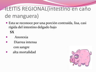 ILEITIS REGIONAL(intestino en caño
de manguera)
 Esta se reconoce por una porción contraída, lisa, casi
rígida del intestino delgado bajo
SX
 Anorexia
 Diarrea intensa
con sangre
 alta mortalidad
 