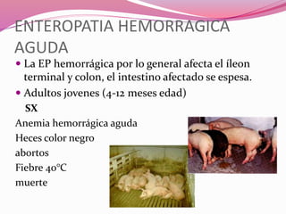 ENTEROPATIA HEMORRAGICA
AGUDA
 La EP hemorrágica por lo general afecta el íleon
terminal y colon, el intestino afectado se espesa.
 Adultos jovenes (4-12 meses edad)
SX
Anemia hemorrágica aguda
Heces color negro
abortos
Fiebre 40°C
muerte
 