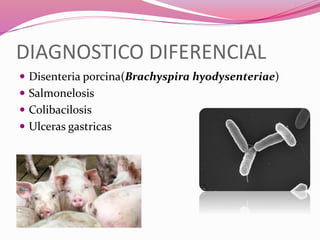 DIAGNOSTICO DIFERENCIAL
 Disenteria porcina(Brachyspira hyodysenteriae)
 Salmonelosis
 Colibacilosis
 Ulceras gastricas
 