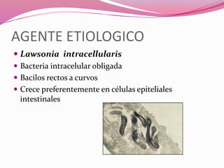 AGENTE ETIOLOGICO
 Lawsonia intracellularis
 Bacteria intracelular obligada
 Bacilos rectos a curvos
 Crece preferentemente en células epiteliales
intestinales
 