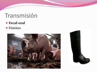 Transmisión
 Fecal-oral
 Fómites
 