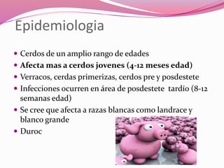 Epidemiologia
 Cerdos de un amplio rango de edades
 Afecta mas a cerdos jovenes (4-12 meses edad)
 Verracos, cerdas primerizas, cerdos pre y posdestete
 Infecciones ocurren en área de posdestete tardío (8-12
semanas edad)
 Se cree que afecta a razas blancas como landrace y
blanco grande
 Duroc
 