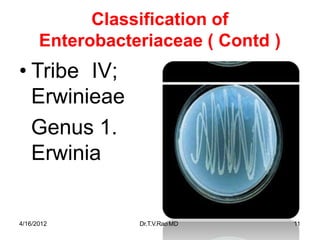 Classification of
Enterobacteriaceae ( Contd )
• Tribe IV;
Erwinieae
Genus 1.
Erwinia
4/16/2012 Dr.T.V.RaoMD 11
 