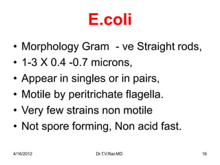 4/16/2012 Dr.T.V.RaoMD 16
E.coli
• Morphology Gram - ve Straight rods,
• 1-3 X 0.4 -0.7 microns,
• Appear in singles or in pairs,
• Motile by peritrichate flagella.
• Very few strains non motile
• Not spore forming, Non acid fast.
 