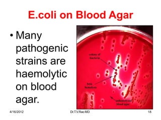 E.coli on Blood Agar
• Many
pathogenic
strains are
haemolytic
on blood
agar.
4/16/2012 Dr.T.V.RaoMD 18
 
