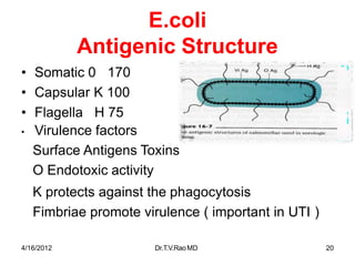 E.coli
Antigenic Structure
• Somatic 0 170
• Capsular K 100
• Flagella H 75
• Virulence factors
Surface Antigens Toxins
O Endotoxic activity
K protects against the phagocytosis
Fimbriae promote virulence ( important in UTI )
4/16/2012 Dr.T.V.RaoMD 20
 