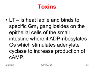 4/16/2012 Dr.T.V.RaoMD 25
Toxins
• LT – is heat labile and binds to
specific Gm1 gangliosides on the
epithelial cells of the small
intestine where it ADP-ribosylates
Gs which stimulates adenylate
cyclase to increase production of
cAMP.
 