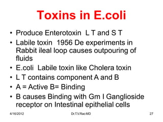 4/16/2012 Dr.T.V.RaoMD 27
Toxins in E.coli
• Produce Enterotoxin L T and S T
• Labile toxin 1956 De experiments in
Rabbit ileal loop causes outpouring of
fluids
• E.coli Labile toxin like Cholera toxin
• L T contains component A and B
• A = Active B= Binding
• B causes Binding with Gm I Ganglioside
receptor on Intestinal epithelial cells
 