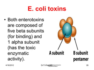 E. coli toxins
• Both enterotoxins
are composed of
five beta subunits
(for binding) and
1 alpha subunit
(has the toxic
enzymatic
activity).
4/16/2012 Dr.T.V.RaoMD 28
 