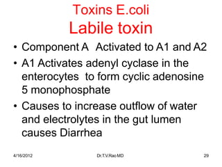 4/16/2012 Dr.T.V.RaoMD 29
Toxins E.coli
Labile toxin
• Component A Activated to A1 and A2
• A1 Activates adenyl cyclase in the
enterocytes to form cyclic adenosine
5 monophosphate
• Causes to increase outflow of water
and electrolytes in the gut lumen
causes Diarrhea
 