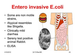 Entero invasive E.coli
• Some are non motile
strains,
• Atypical resembles
like Shigella.
• Clinically mild
diarrhea
• Sereny test positive
animal Rabbit.
• ELISA
4/16/2012 Dr.T.V.RaoMD 43
 