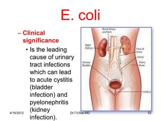 E. coli
– Clinical
significance
• Is the leading
cause of urinary
tract infections
which can lead
to acute cystitis
(bladder
infection) and
pyelonephritis
(kidney
4/16/2012 Dr.T.V.RaoMD
infection).
52
 