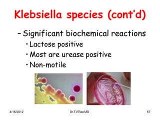 Klebsiella species (cont’d)
– Significant biochemical reactions
• Lactose positive
• Most are urease positive
• Non-motile
4/16/2012 Dr.T.V.RaoMD 67
 