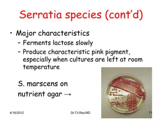 Serratia species (cont’d)
• Major characteristics
– Ferments lactose slowly
– Produce characteristic pink pigment,
especially when cultures are left at room
temperature
S. marscens on
nutrient agar →
4/16/2012 Dr.T.V.RaoMD 71
 