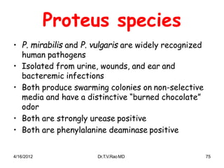 4/16/2012 Dr.T.V.RaoMD 75
Proteus species
• P. mirabilis and P. vulgaris are widely recognized
human pathogens
• Isolated from urine, wounds, and ear and
bacteremic infections
• Both produce swarming colonies on non-selective
media and have a distinctive “burned chocolate”
odor
• Both are strongly urease positive
• Both are phenylalanine deaminase positive
 