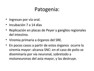 Patogenia:
• Ingresan por vía oral.
• Incubación 7 a 14 días
• Replicación en placas de Peyer y ganglios regionales
del intestino.
• Viremia primaria a órganos del SRE.
• En pocos casos a partir de estos órganos ocurre la
viremia mayor: alcanza SNC: en el caso de polio se
diseminaría por vía neuronal, sobretodo a
motoneuronas del asta mayor, y las destruye.
 