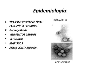 Epidemiología:
1. TRANSMISIÓNFECAL ORAL:
PERSONA A PERSONA.
2. Por ingesta de:
• ALIMENTOS CRUDOS
• VERDURAS
• MARISCOS
• AGUA CONTAMINADA
ROTAVIRUS
ADENOVIRUS
 