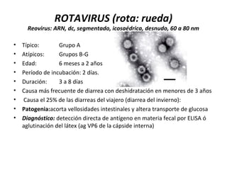ROTAVIRUS (rota: rueda)
Reovirus: ARN, dc, segmentado, icosaédrica, desnudo, 60 a 80 nm
• Típico: Grupo A
• Atípicos: Grupos B-G
• Edad: 6 meses a 2 años
• Período de incubación: 2 días.
• Duración: 3 a 8 días
• Causa más frecuente de diarrea con deshidratación en menores de 3 años
• Causa el 25% de las diarreas del viajero (diarrea del invierno):
• Patogenia:acorta vellosidades intestinales y altera transporte de glucosa
• Diagnóstico: detección directa de antígeno en materia fecal por ELISA ó
aglutinación del látex (ag VP6 de la cápside interna)
 