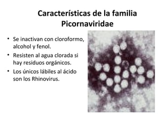 Características de la familia
Picornaviridae
• Se inactivan con cloroformo,
alcohol y fenol.
• Resisten al agua clorada si
hay residuos orgánicos.
• Los únicos lábiles al ácido
son los Rhinovirus.
 