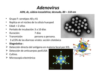 Adenovirus
ADN, dc, cúbica-icosaédrica; desnudo, 80 – 110 nm
• Grupo F: serotipos 40 y 41
• Replica en el núcleo de la célula huesped
• Edad: < 2 años
• Período de incubación:3 a 10 días
• Duración: 7 días
• Transmisión persona a persona.
• 3 a15% de las diarreas virales: acción citotóxica
• Diagnóstico :
 Detección directa del antígeno en materia fecal por IFD.
 Detección de anticuerpos porELISA
 Cultivo.
 Microscopía electrónica
 