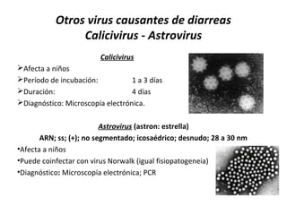 Otros virus causantes de diarreas
Calicivirus - Astrovirus
Calicivirus
Afecta a niños
Período de incubación: 1 a 3 días
Duración: 4 días
Diagnóstico: Microscopía electrónica.
Astrovirus (astron: estrella)
ARN; ss; (+); no segmentado; icosaédrico; desnudo; 28 a 30 nm
•Afecta a niños
•Puede coinfectar con virus Norwalk (igual fisiopatogeneia)
•Diagnóstico: Microscopía electrónica; PCR
 