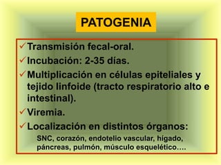 PATOGENIA
Transmisión fecal-oral.
Incubación: 2-35 días.
Multiplicación en células epiteliales y
 tejido linfoide (tracto respiratorio alto e
 intestinal).
Viremia.
Localización en distintos órganos:
    SNC, corazón, endotelio vascular, hígado,
    páncreas, pulmón, músculo esquelético….
 