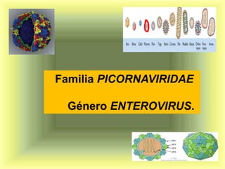 Familia PICORNAVIRIDAE

 Género ENTEROVIRUS.
 