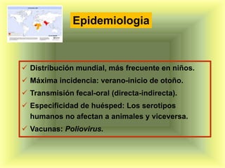 Epidemiologia



 Distribución mundial, más frecuente en niños.
 Máxima incidencia: verano-inicio de otoño.
 Transmisión fecal-oral (directa-indirecta).
 Especificidad de huésped: Los serotipos
  humanos no afectan a animales y viceversa.
 Vacunas: Poliovirus.
 