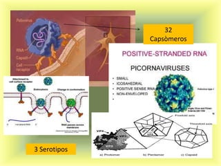 32
              Capsòmeros




3 Serotipos
 
