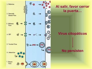 Al salir, favor cerrar
     la puerta…




 Virus citopáticos



   No persisten
 