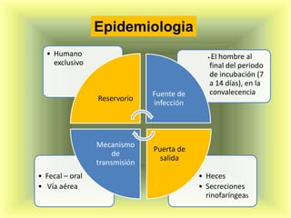 Epidemiologia
  • Humano                                   • El hombre al
    exclusivo                                 final del periodo
                                              de incubación (7
                                              a 14 días), en la
                               Fuente de      convalecencia
                 Reservorio
                               infección




                 Mecanismo
                               Puerta de
                     de
                                 salida
                 transmisión
• Fecal – oral                             • Heces
• Vía aérea                                • Secreciones
                                             rinofaríngeas
 