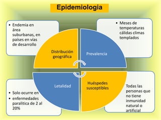 Epidemiologia

• Endemia en                                         • Meses de
  área                                                 temperaturas
  suburbanas, en                                       cálidas climas
  países en vías                                       templados
  de desarrollo
                       Distribución   Prevalencia
                        geográfica




                                       Huéspedes
                        Letalidad     susceptibles      • Todas las
• Solo ocurre en                                          personas que
                                                          no tiene
• enfermedades
                                                          inmunidad
  paralitica de 2 al
                                                          natural o
  20%
                                                          artificial
 