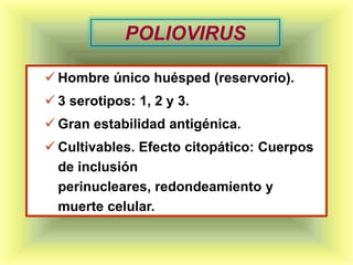 POLIOVIRUS

 Hombre único huésped (reservorio).
 3 serotipos: 1, 2 y 3.
 Gran estabilidad antigénica.
 Cultivables. Efecto citopático: Cuerpos
  de inclusión
  perinucleares, redondeamiento y
  muerte celular.
 